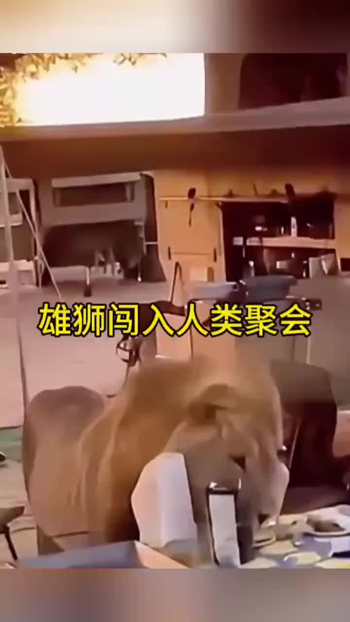 雄狮闯入人类聚餐