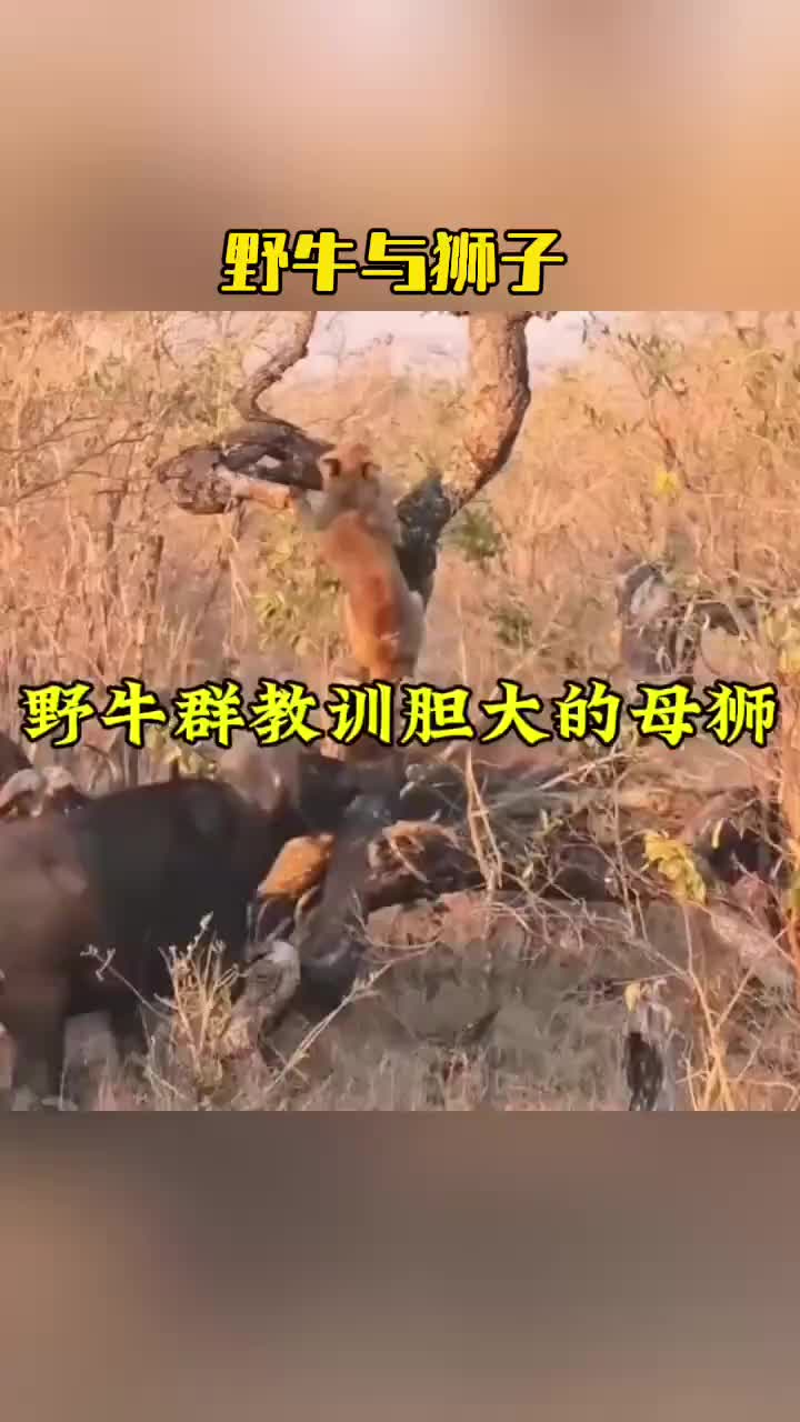 野牛群将狮子困在了树叉之上