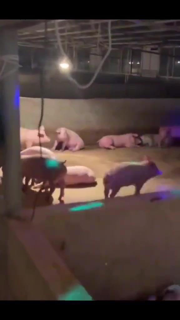 当主人在猪圈开一个卡拉OK