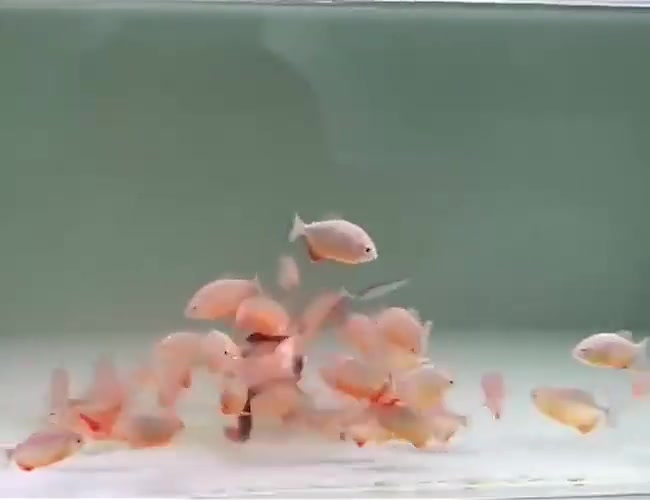 食人鱼吃黄蟮，看这情况真是一点渣都不带剩下的啊