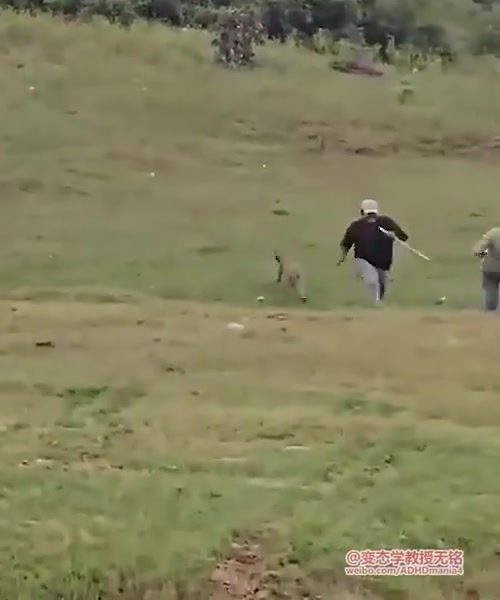 印度野生豹子逮着人就是啃啊，还好是幼年，不然是难逃豹口了