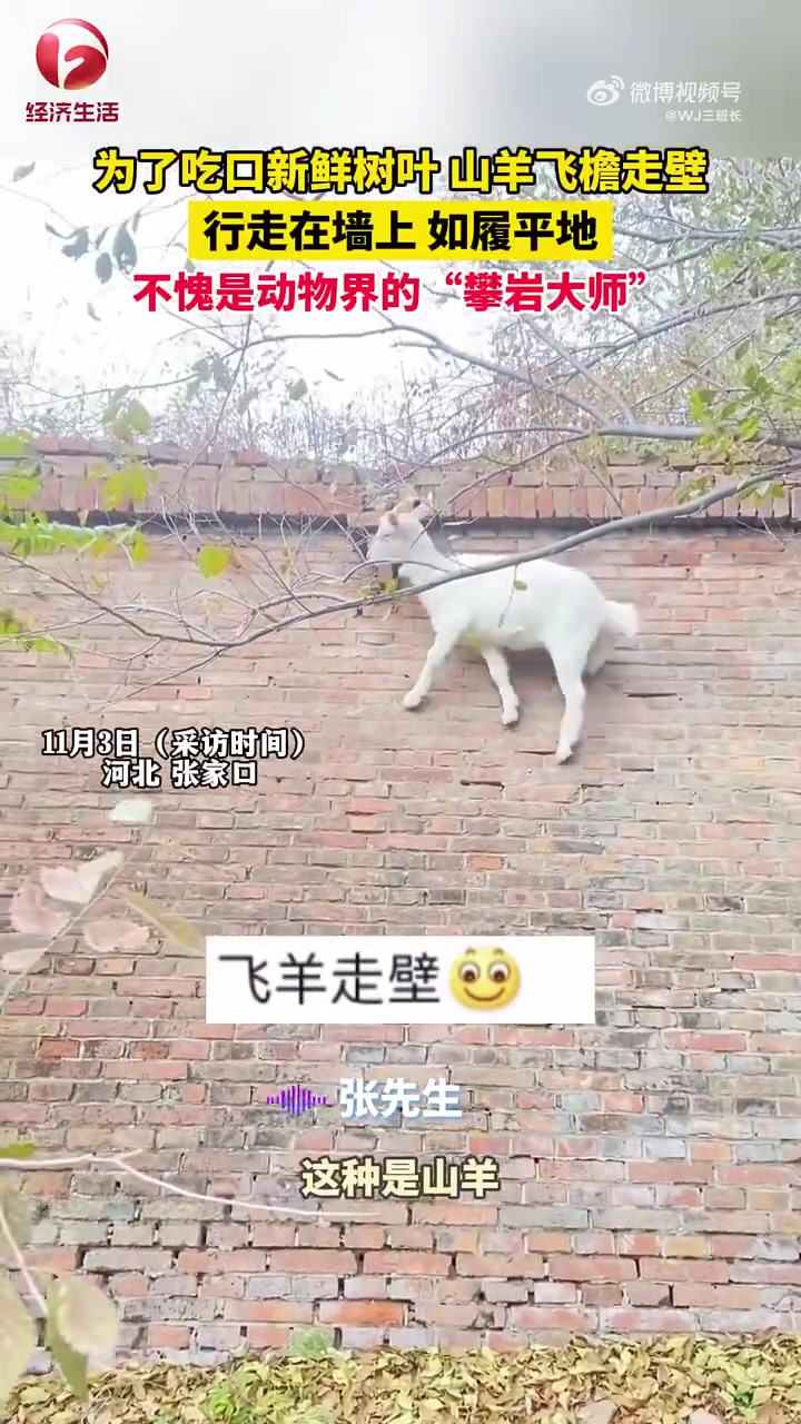 看到这几乎水平的墙面深刻领悟到山羊走壁有多夸张了