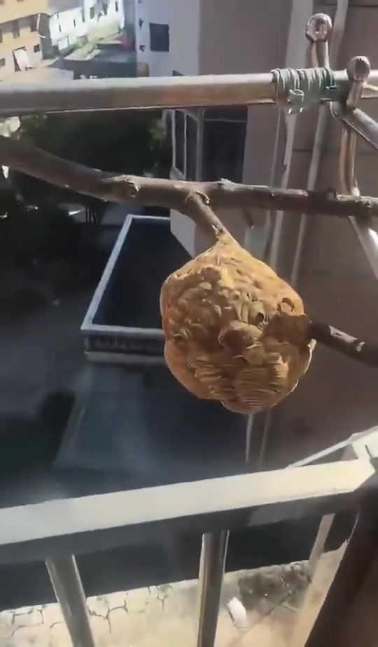 楼上没关窗的邻居真的要骂娘了