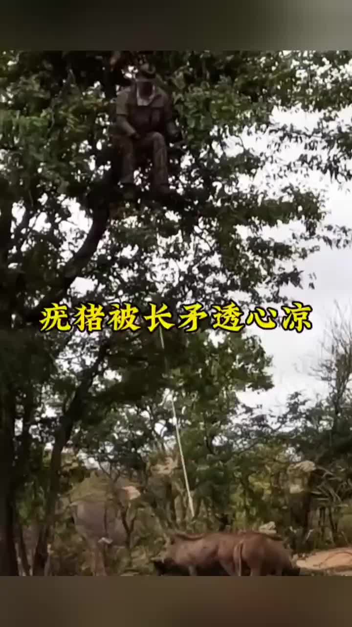 疣猪被蹲在树上猎人的投掷长矛透心凉
