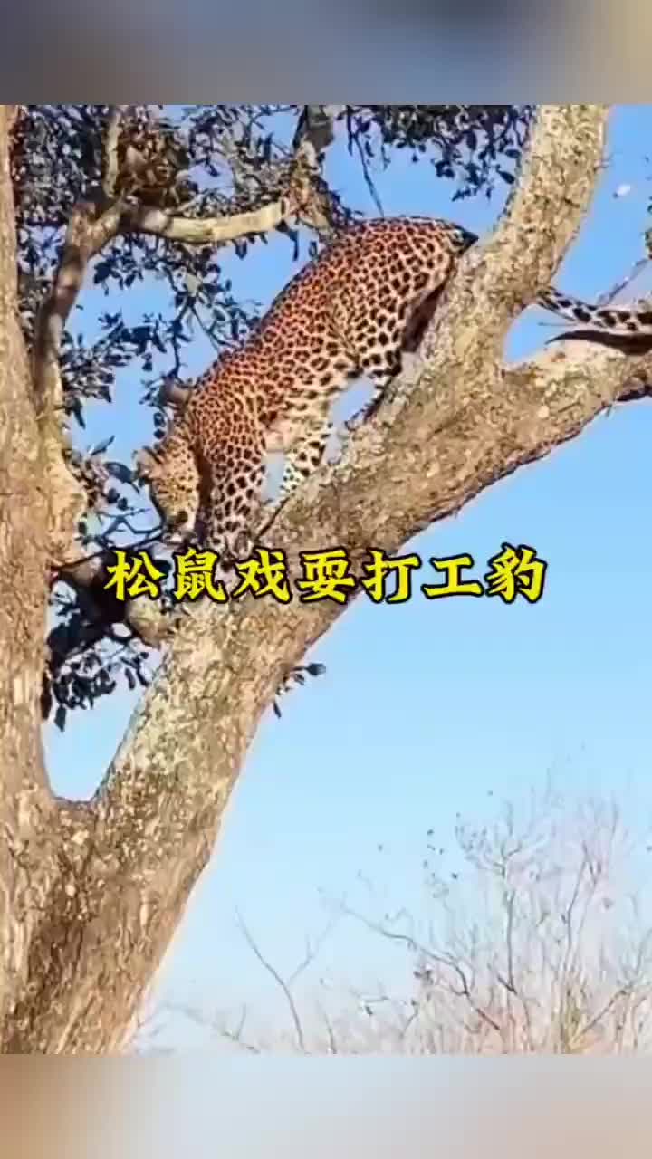 松鼠和豹子秦王绕柱