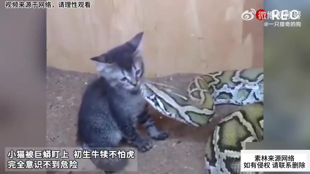 小猫咪被巨蟒盯上，初生牛犊不怕虎，完全没意识到危险