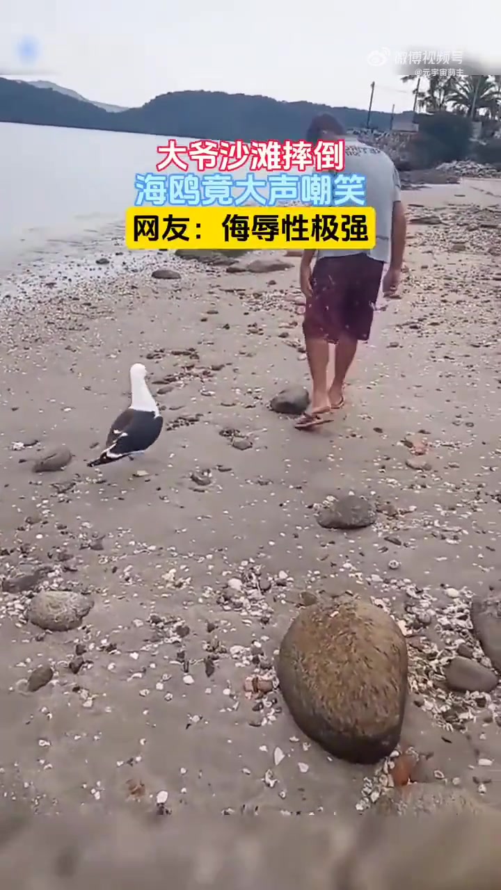 沙滩摔倒，海鸥竟大声嘲笑