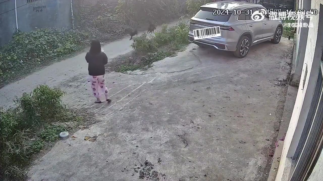 野狗出没，太危险了！！
