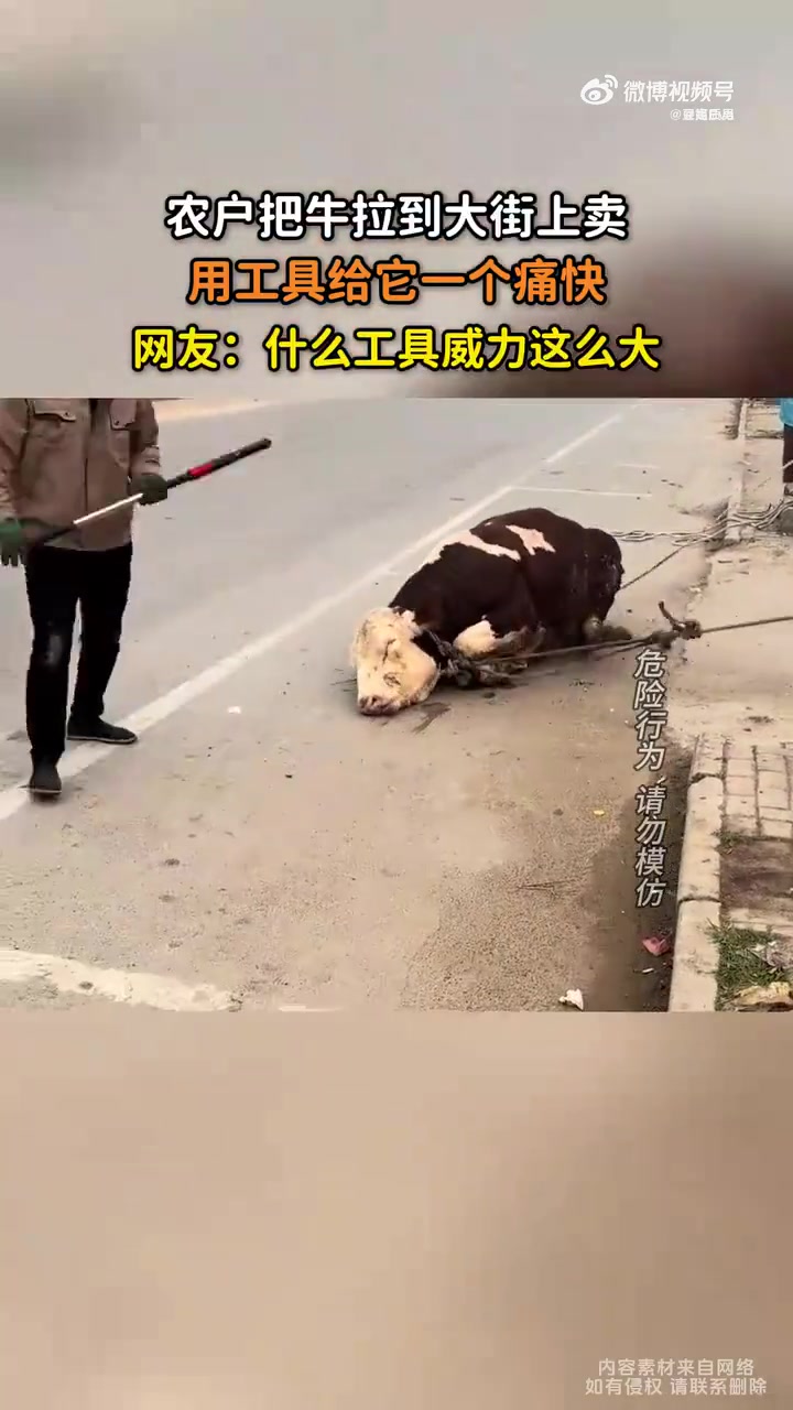 农户把牛拉到大街上卖，用工具给它一个痛快