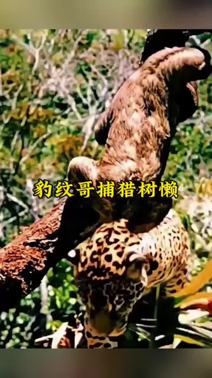 美洲豹上树追捕树懒