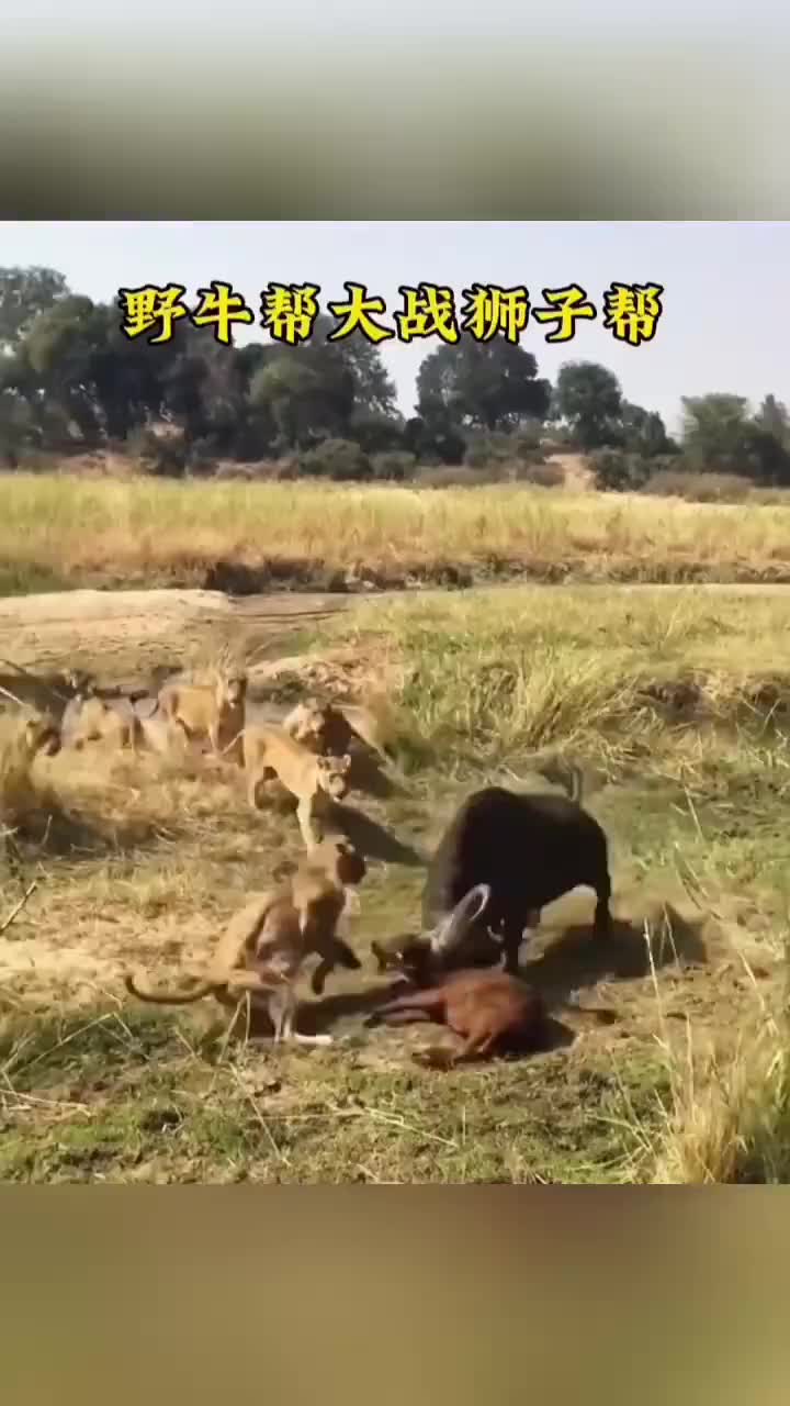 野牛为了营救小牛犊闯入狮群操作失误，一个摆头顶飞了小牛犊
