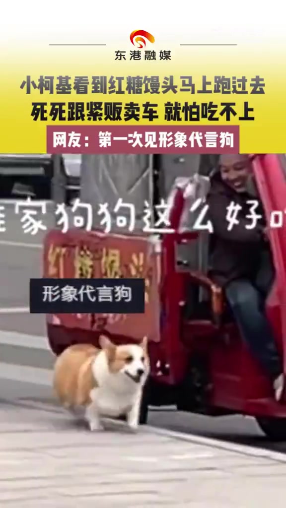 小柯基看到红糖馒头车马上跑过去，就怕吃不上