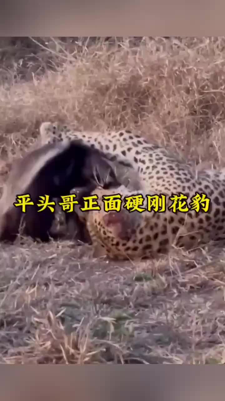 平头哥蜜獾正面硬刚豹子