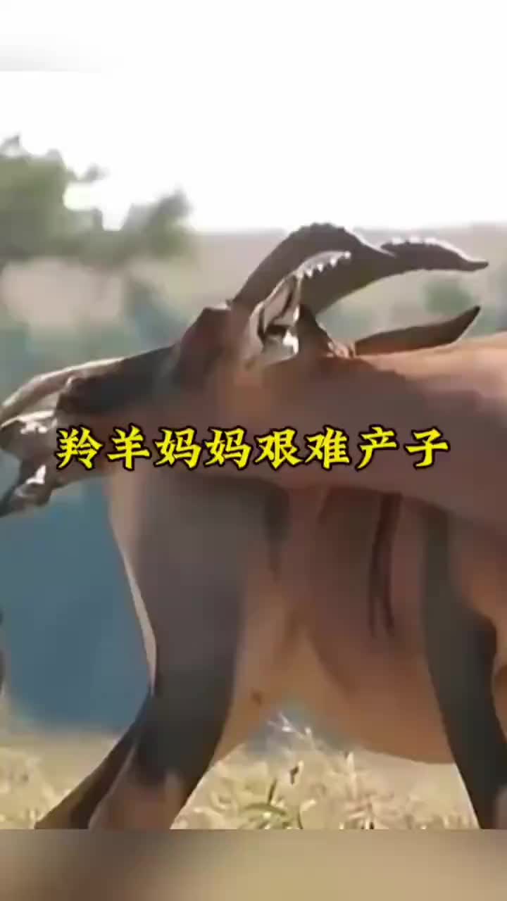 羚羊妈妈艰难产仔过程