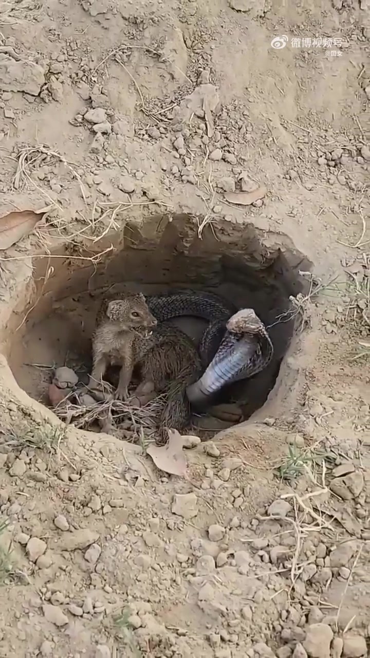 不愧是蛇獴！拿捏蛇果然厉害
