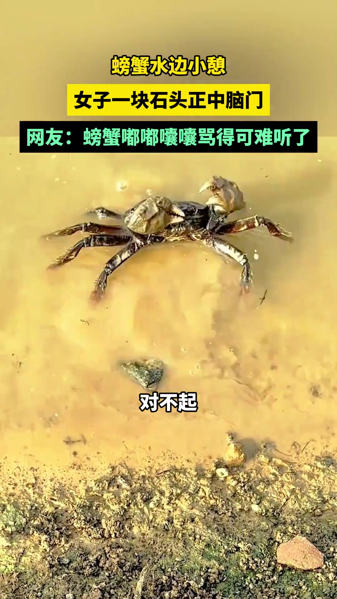 螃蟹嘟嘟囔囔肯定骂得可难听了