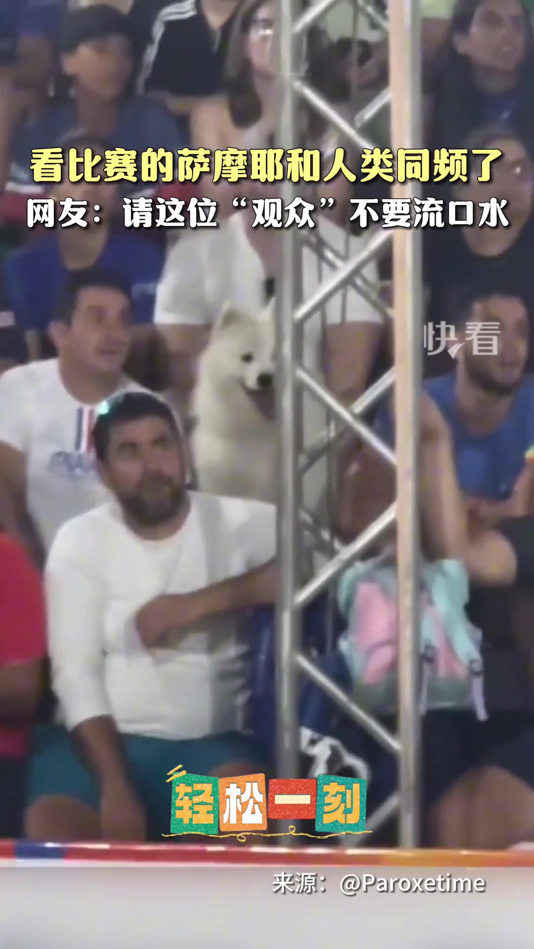 看比赛的萨摩耶和人类同频了！不过请这位“观众”不要流口水