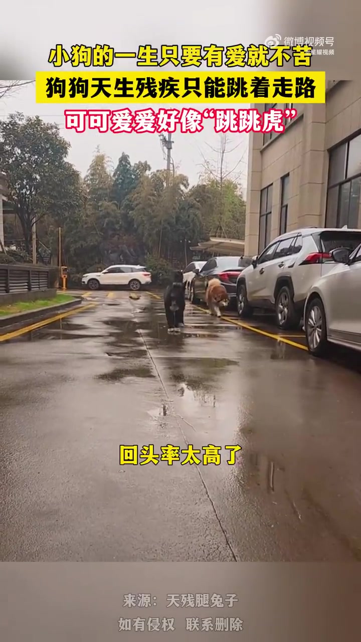 狗狗天生残疾只能跳着走路，可可爱爱好像“跳跳虎”