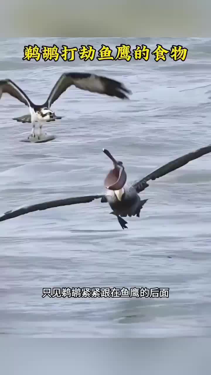 鹈鹕空中张开大嘴打劫鱼鹰食物