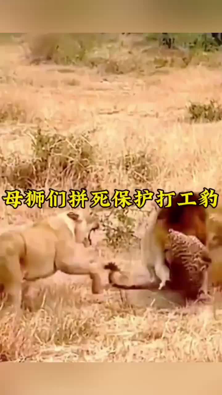 母狮们拼死保护打工豹，这把雄狮搞得一脸懵逼