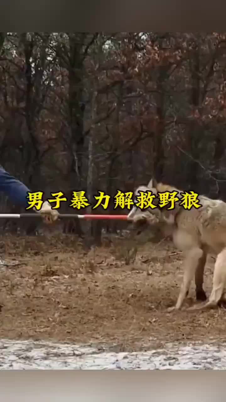 男子用捕兽套暴力套住野狼，解救野狼