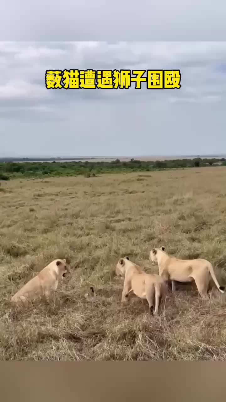 薮猫遭遇狮群疯狂围殴，场面异常惨烈