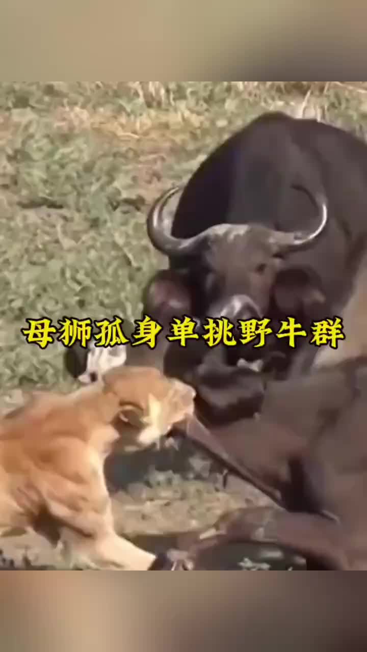 母狮十分大胆单挑整个野牛群