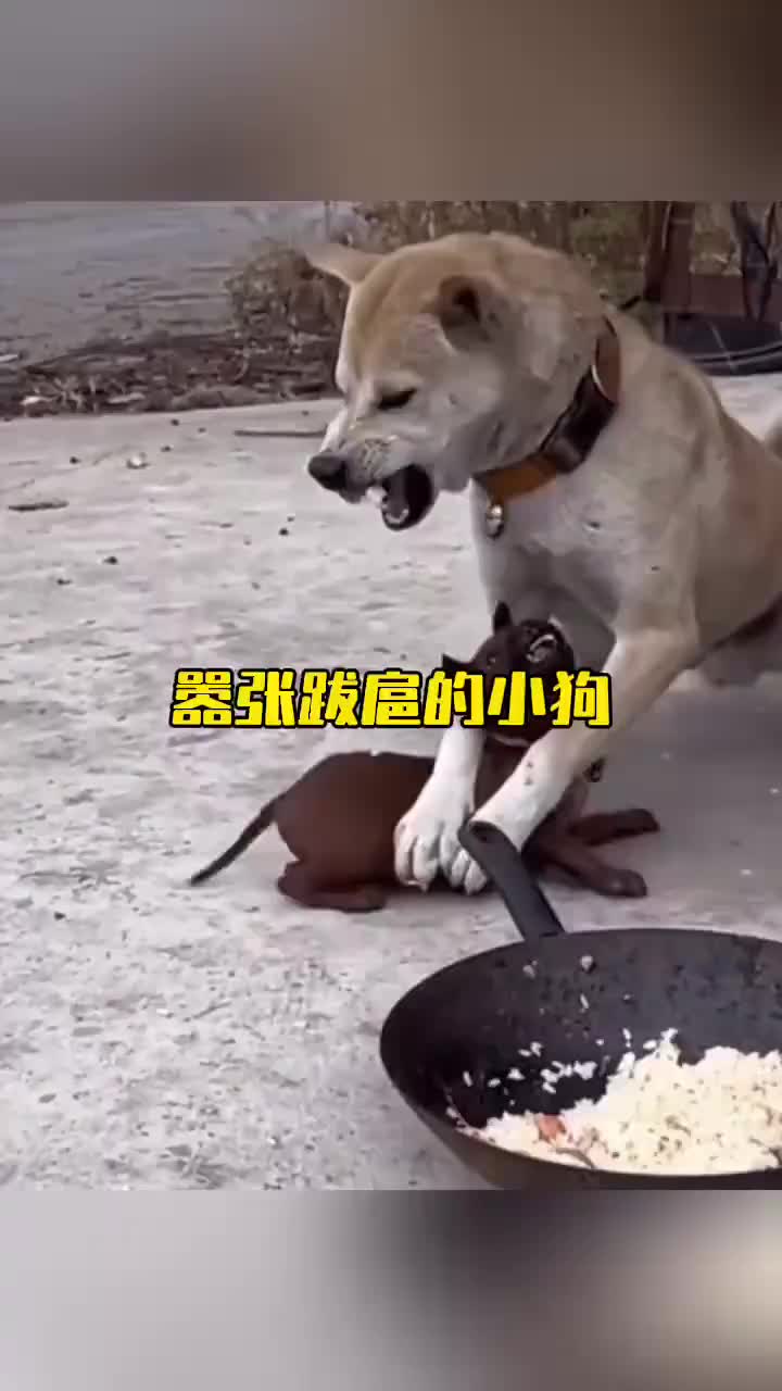 护食的小狗不知天高地厚欺负大狗