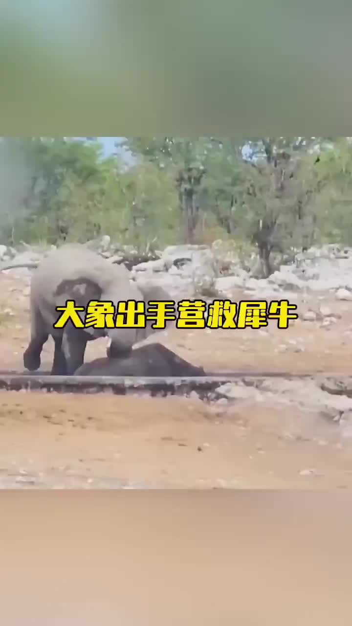 犀牛掉入水坑，大象赶到出手营救失败