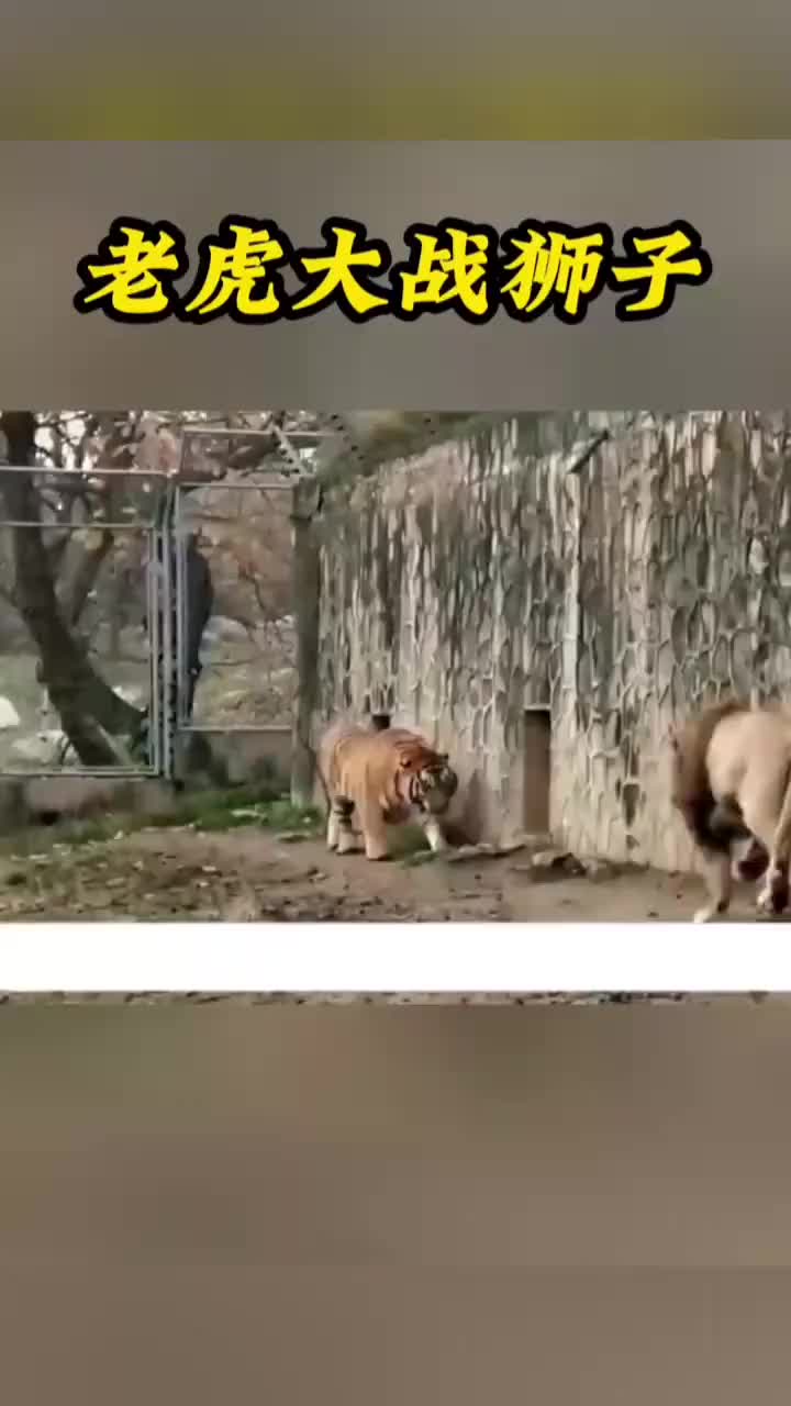 雄狮自信挑衅老虎，结果挨了几个耳光