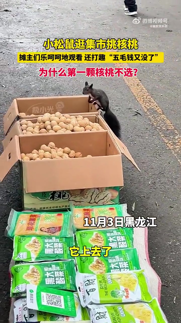 这么明目张胆的猎取！好大胆的松鼠！
