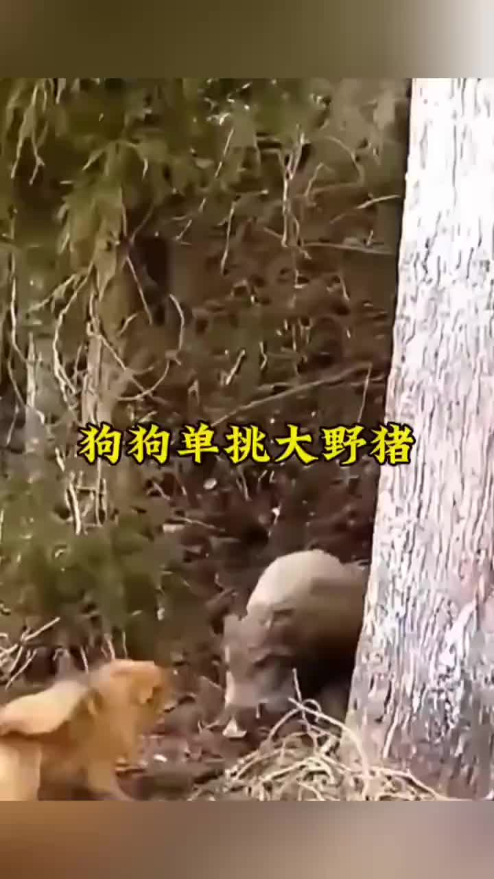 狗狗灵活走位吊打野猪