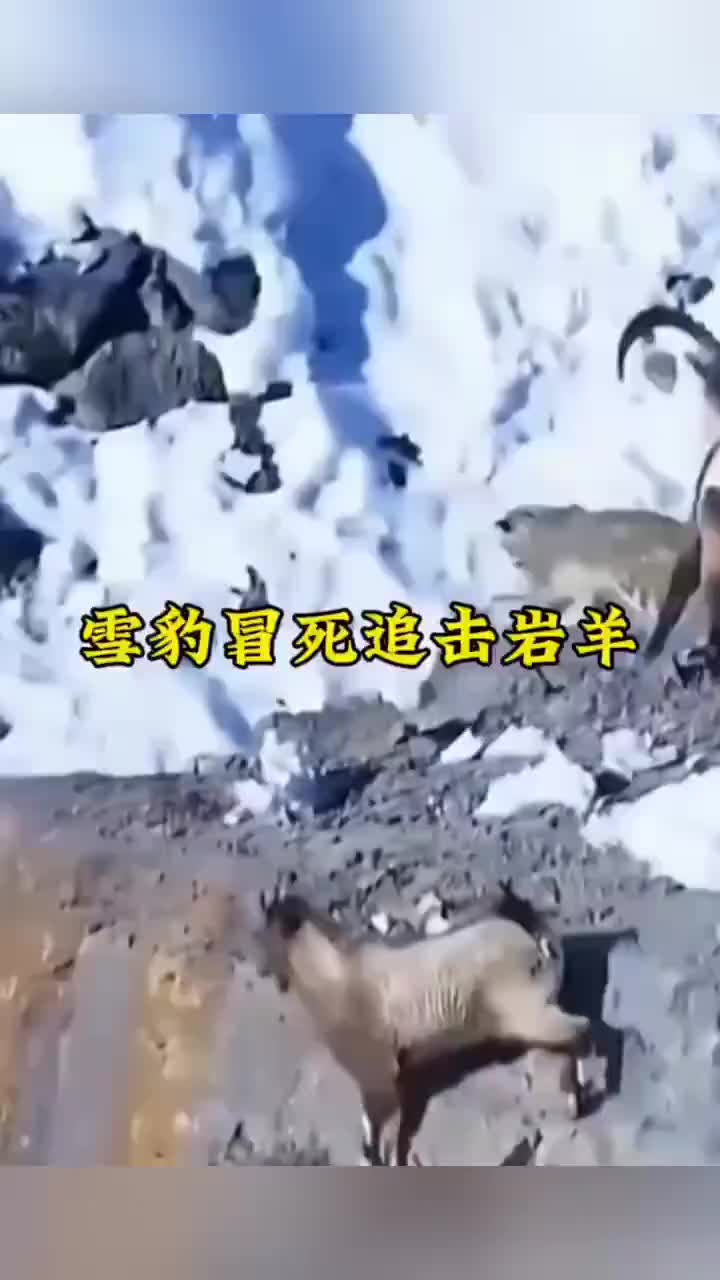雪豹追击岩羊，不慎掉到了悬崖