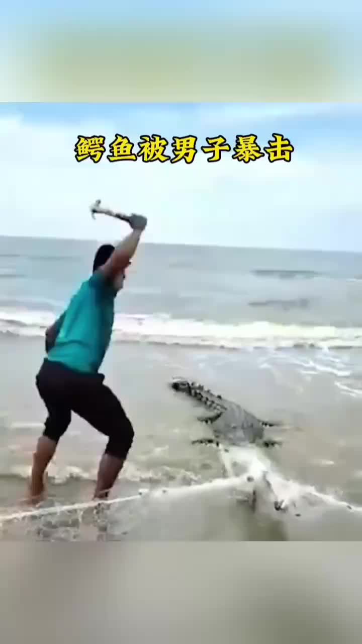 鳄鱼被男子用大锤暴击