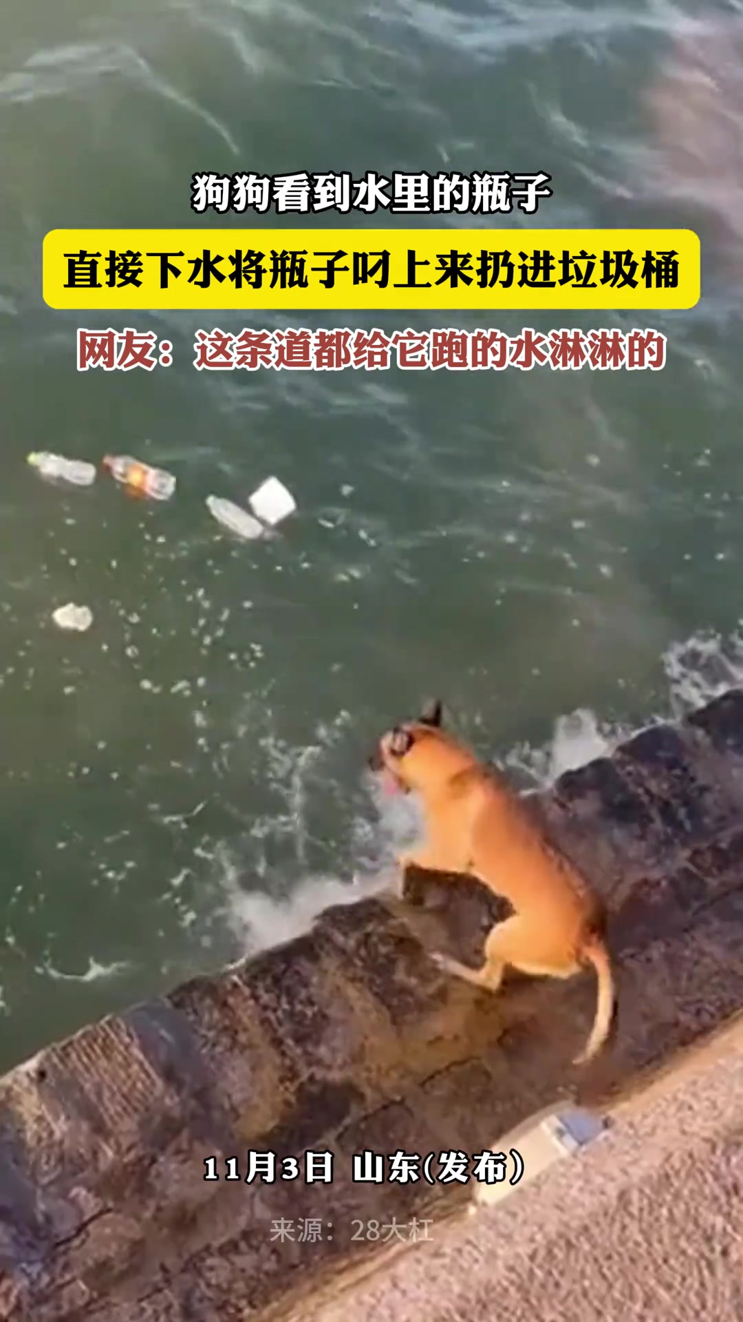 狗子还是个“环保卫士”啊！