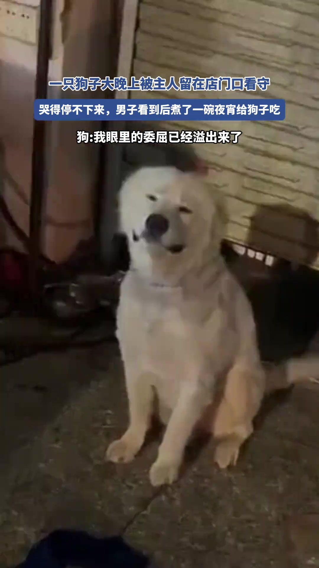 狗子大晚上被主人留在店门口看守哭得停不下来