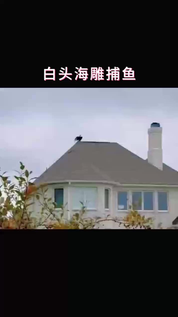 白头海雕百米之外锁定目标，快速出击