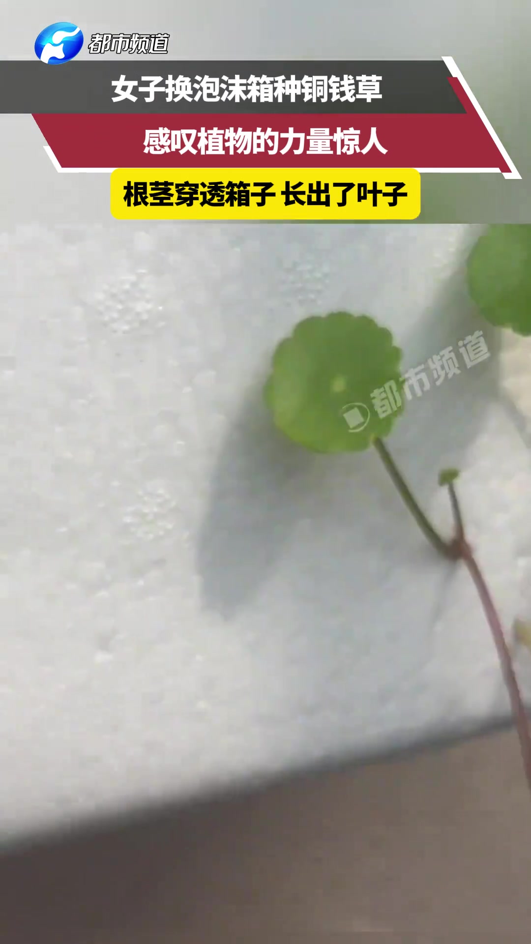 女子换泡沫箱种铜钱草感叹植物的力量惊人