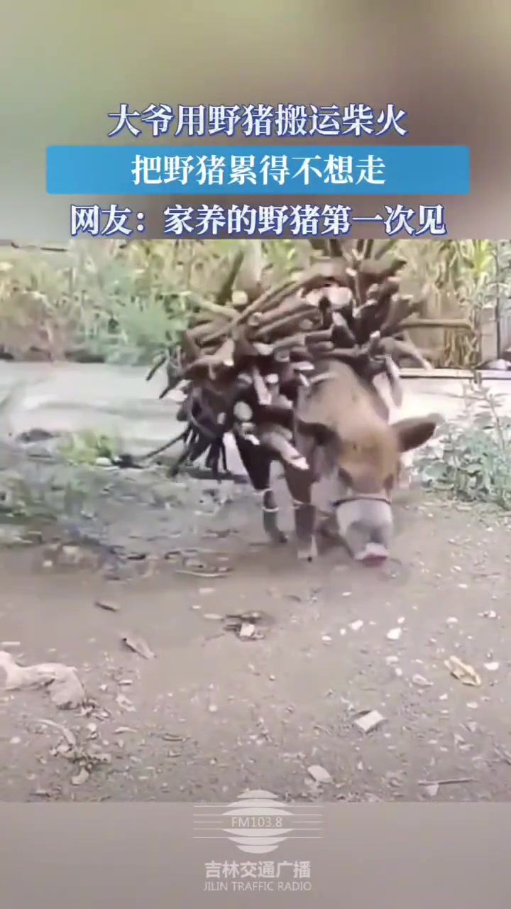 大爷用野猪搬运柴火把野猪累的不想走