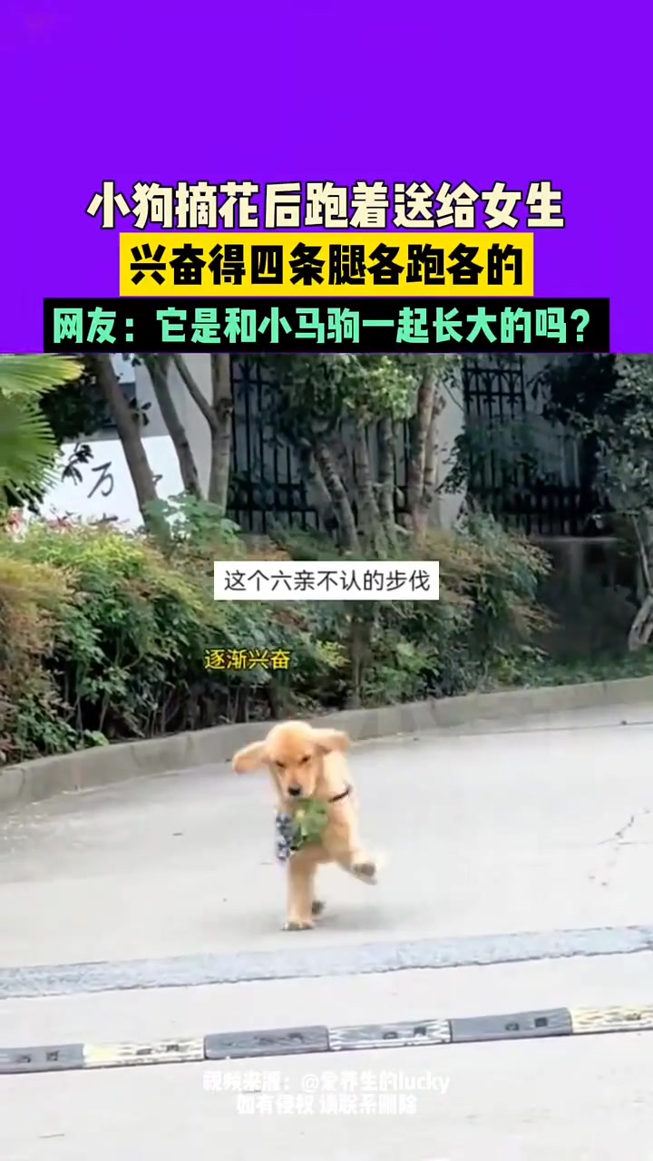 小狗摘花后跑着送给女生，兴奋的四条腿各跑各的