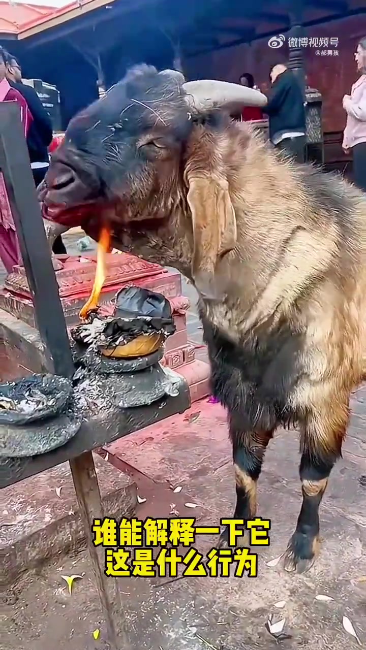 谁可以解释一下，它这是什么行为