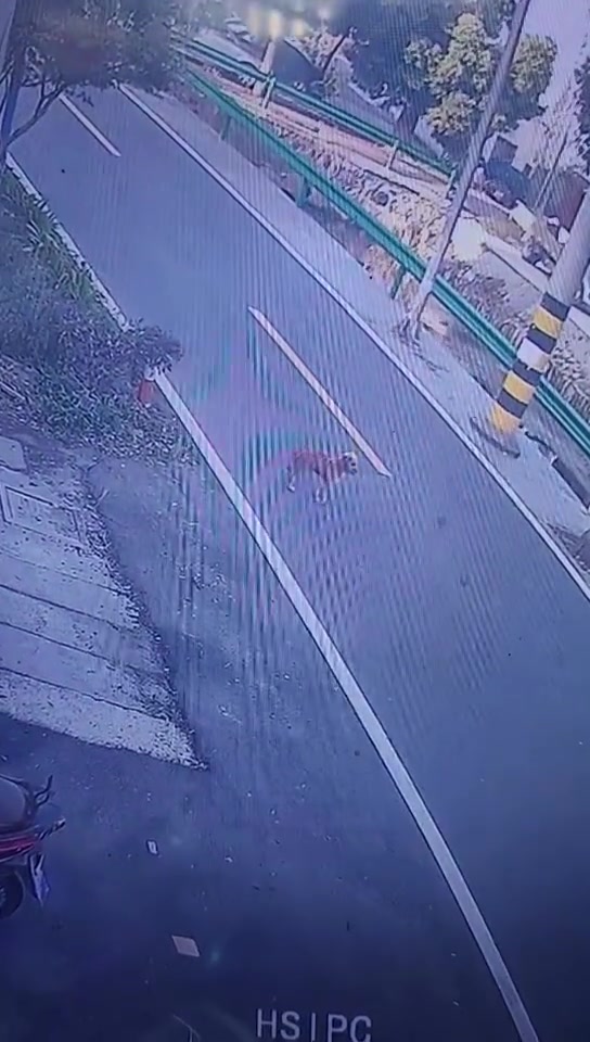 目睹狗狗被车撞，让人心痛