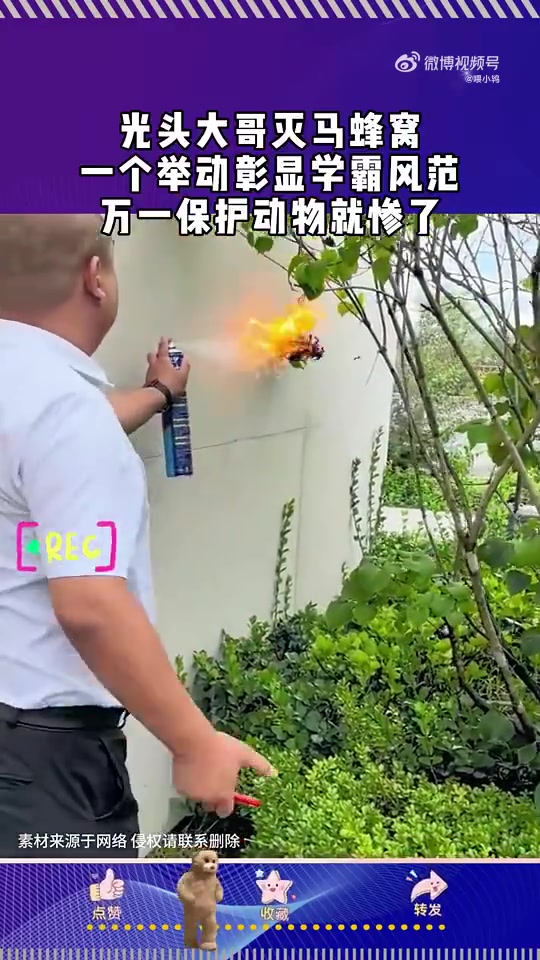 光头大哥灭马蜂窝，一个举动彰显学霸风范