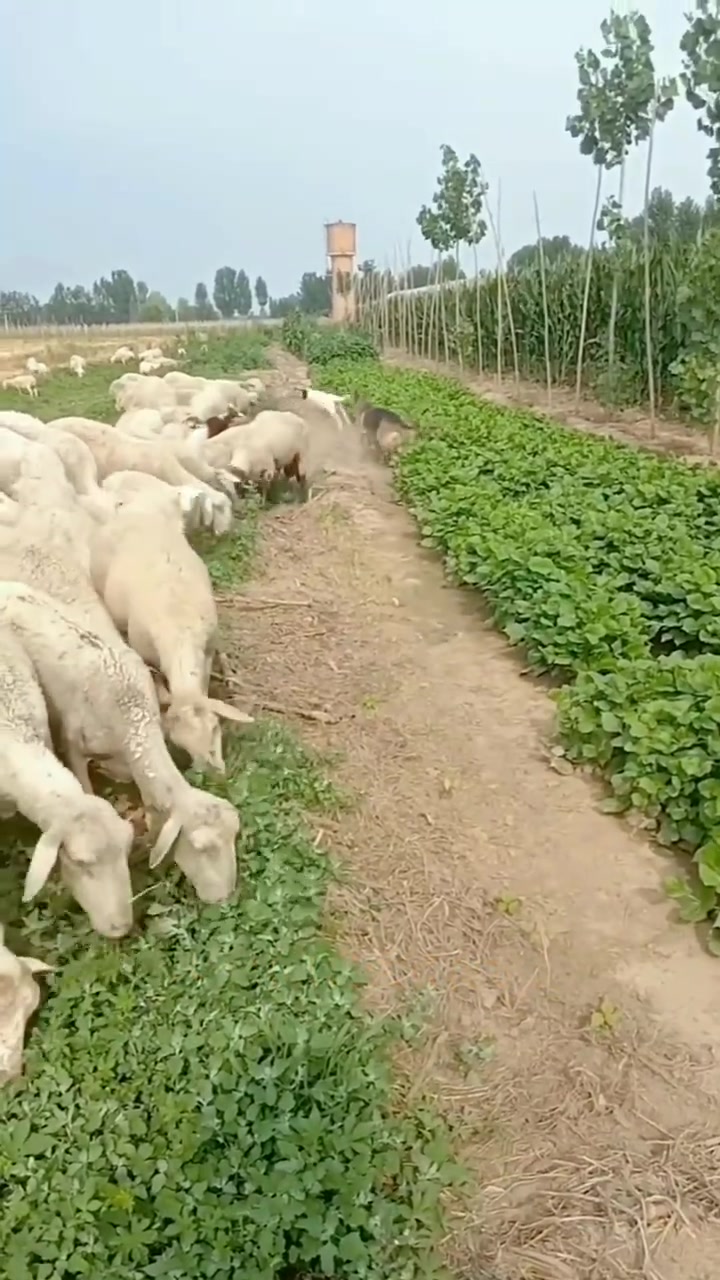 狗狗：有我在庄稼就在