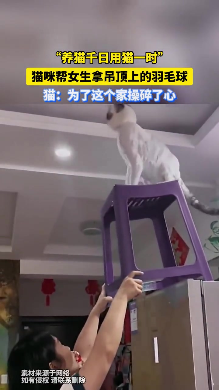 看到最后你也会觉得这猫咪是成精了么！