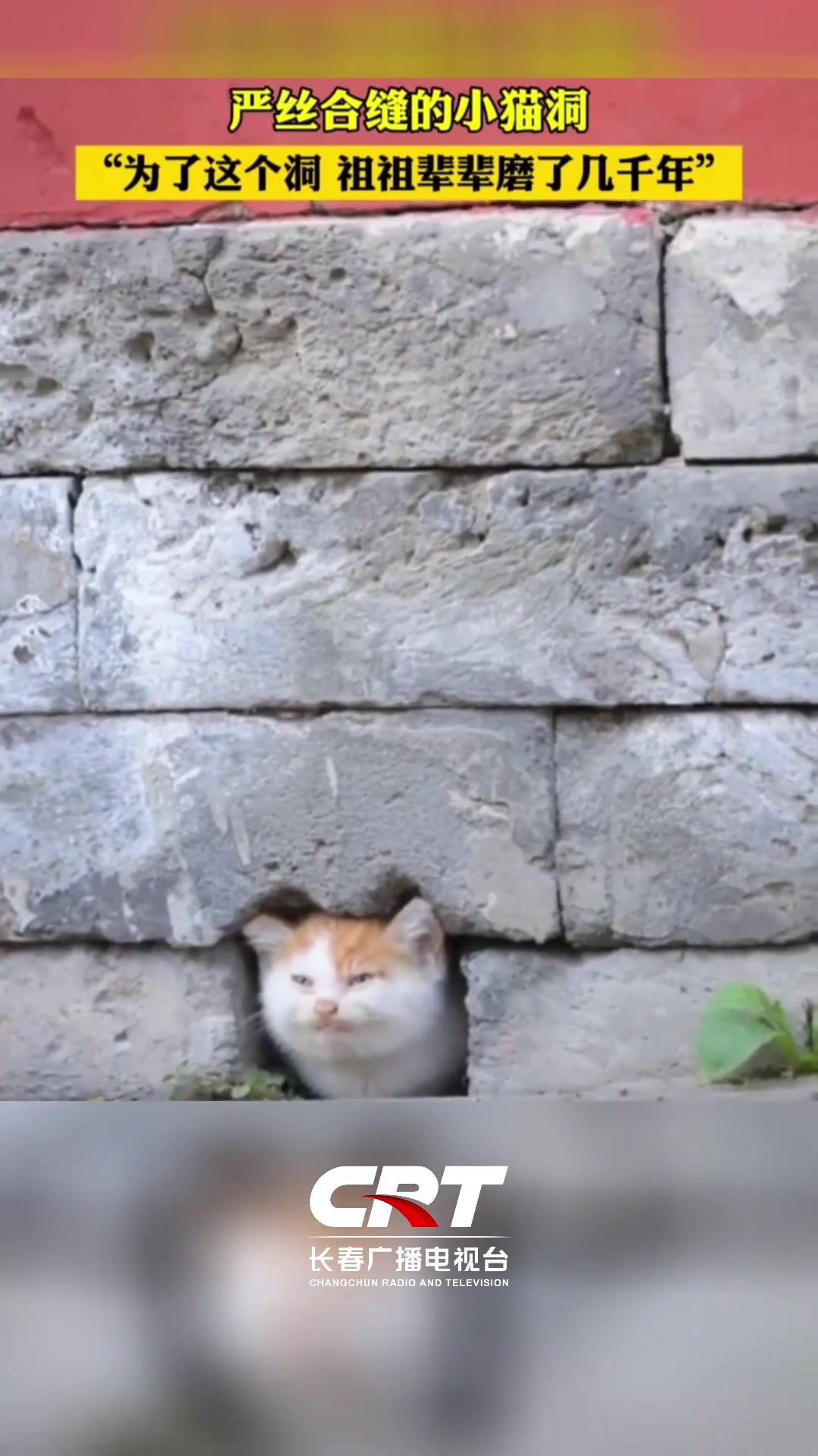 严丝合缝的小猫洞为了这个不知经过了多少“猫咪”的打磨