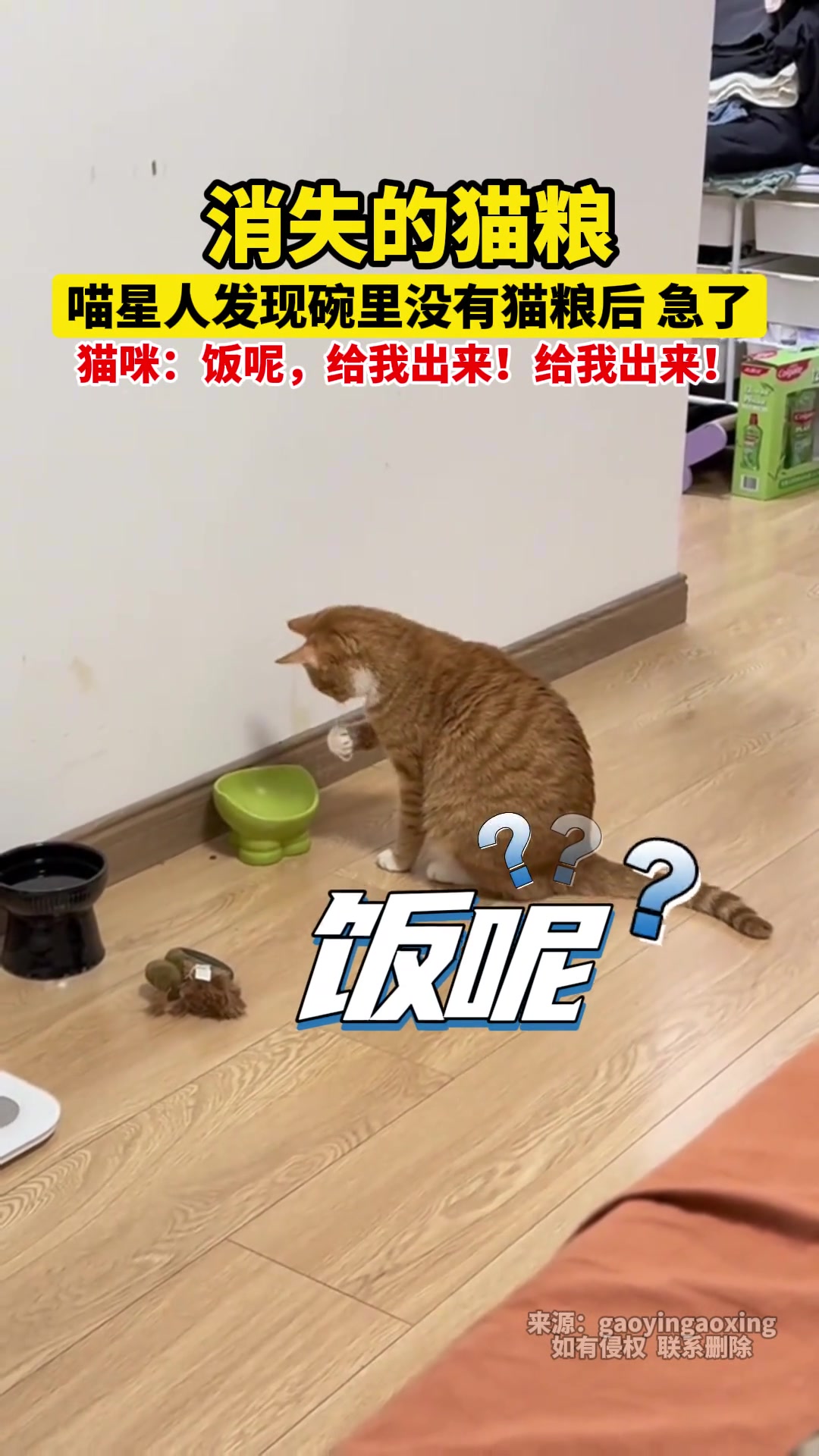 猫咪：饭呢，给我出来！给我出来！