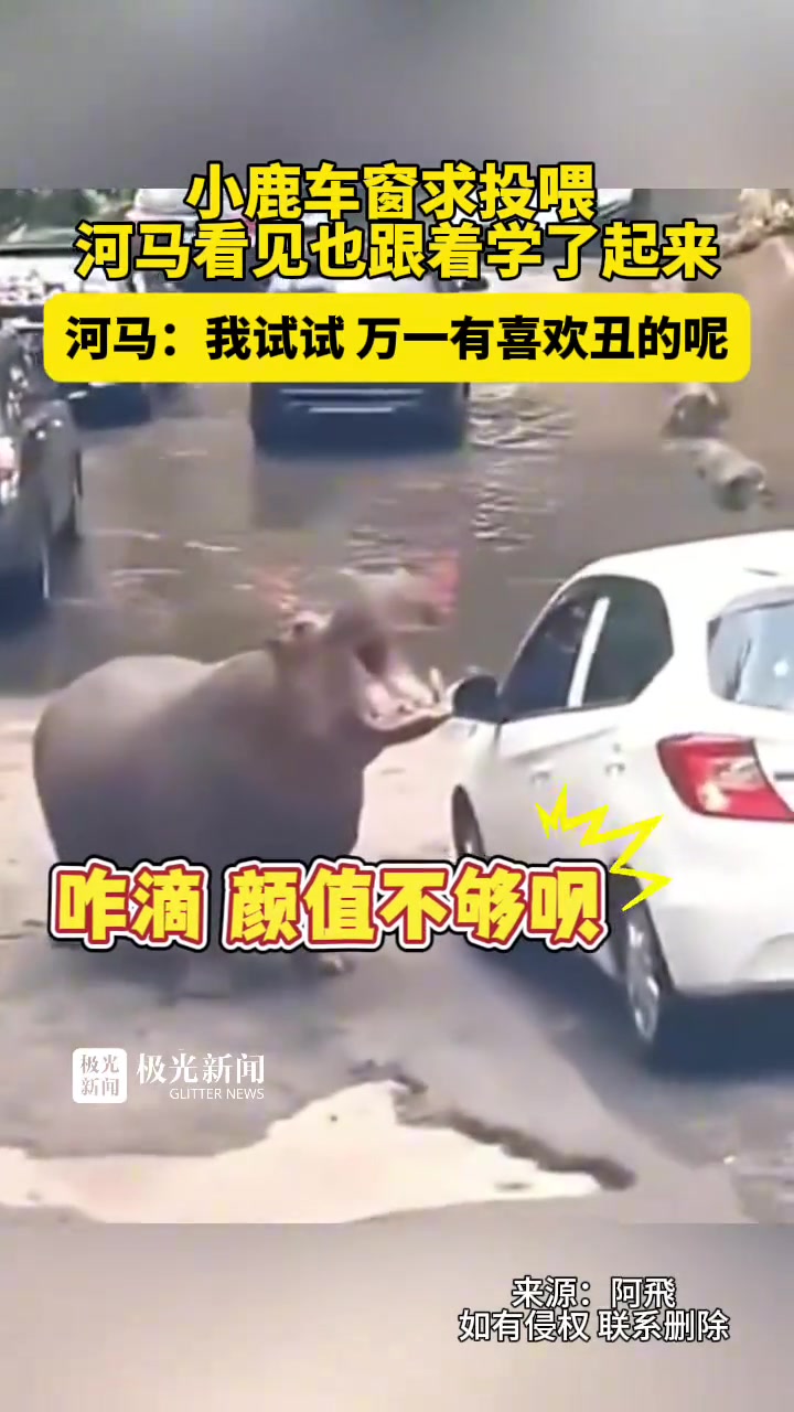 小鹿车窗求投喂，河马看见也跟着学了起来！