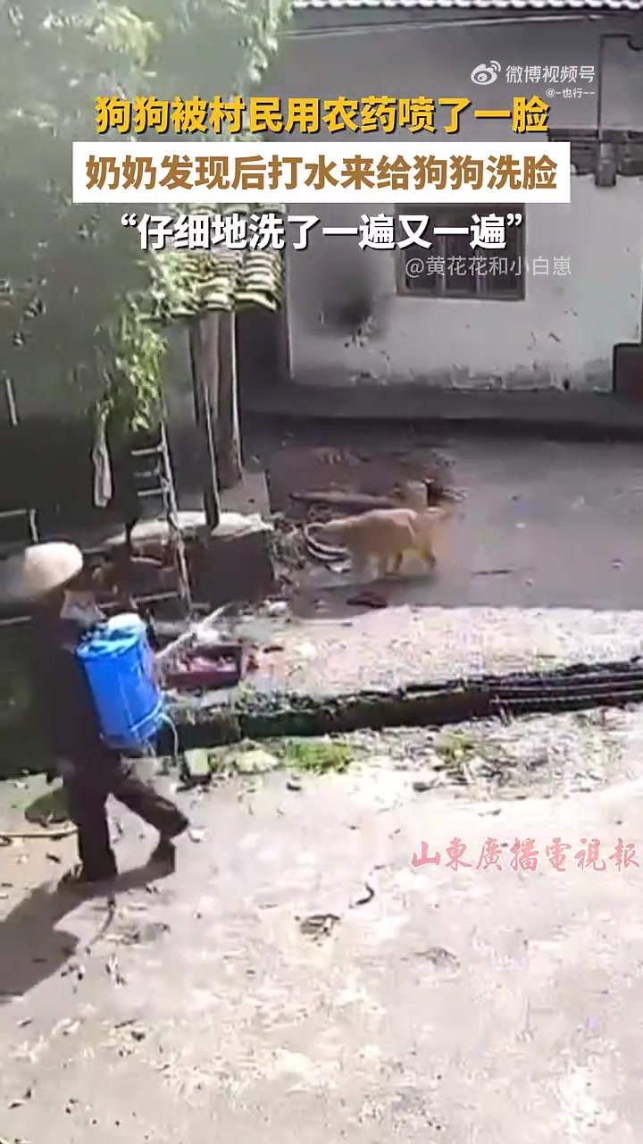 狗狗被路过村民喷农药在头上奶奶发现后打来水给狗狗洗脸