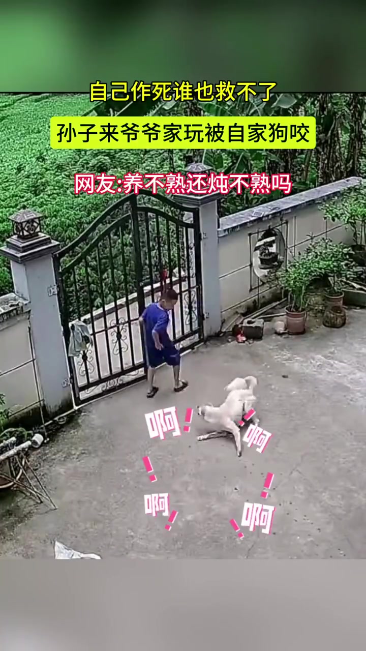 孙子来爷爷家玩被自家狗咬，养不熟还炖不熟吗